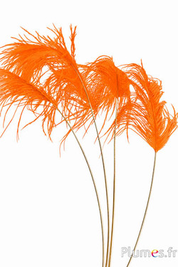 Panicule struisvogel gouden schacht - 30-40 cm - oranje